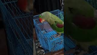 Kitne ache se Chal ke ayi hai talkingparrot birds funny [upl. by Noiram]