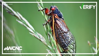 Cicadas can pee 10 feet per second Lets VERIFY the science behind it [upl. by Alrac]