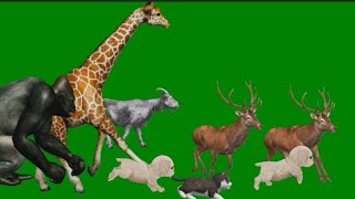 Animal Running Stampede Green Screen stampede animal greenscreen [upl. by Adleme344]