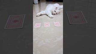 Smart Cat cat shorts catnap catvideos cutecat [upl. by Yearwood]