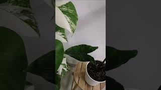 Alocasia Zebrina plants gardening nature housplants alocasia [upl. by Hamirak]