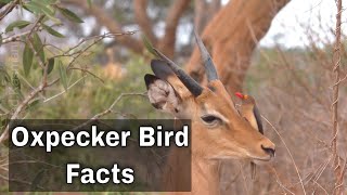 Oxpecker Bird  Facts [upl. by Ynohtnael]