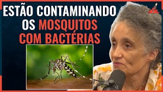 COMBATENDO a DENGUE ATUALMENTE [upl. by Mazur]