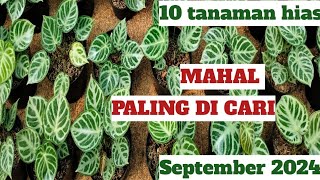 10 tanaman hias mahal paling banyak di cari September 2024 [upl. by Beshore913]