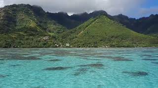 Moorea French Polynesia [upl. by Yrrej]