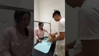 Antiparasite injection animalowner pets dogowner dog petowner antiparasitos buddypet fyp [upl. by Jowett]