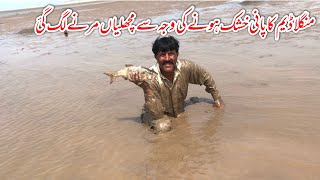 Mangla dam Hoshk Hona ki waja sa Fish marna lag gy 😭 [upl. by Chaddy]