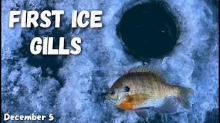 FIRST ICE Bluegill Fishing  Jigging Bluegills on TIMBER [upl. by Mallon]