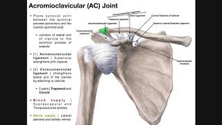 The Acromioclavicular AC Joint  Anatomy and Function [upl. by Cyler609]