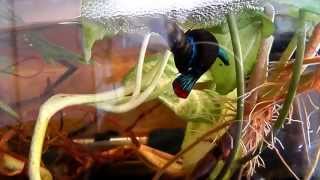 reproduction betta imbellis  peaceful betta breeding [upl. by Gualterio]