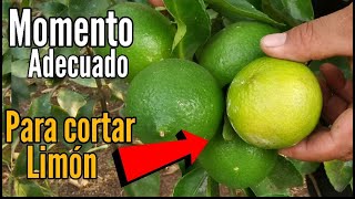 CUIDADO 😯 Conoce el Momento Adecuado para cortar los limones 🍋🍋 [upl. by Nahsaj742]