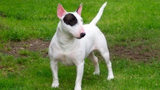 Bull Terrier tout savoir sur cette race de chien English Bull Terrier VF [upl. by Aikimat]