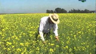 Potencialidades da canola no Brasil  Dia de Campo na TV [upl. by Stevana]