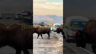 Bison in Yellowstone National Park USA travel shorts DreamTrackAI [upl. by Asfah797]