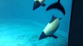 イロワケイルカ 鳥羽水族館 commersons dolphin [upl. by Imat598]