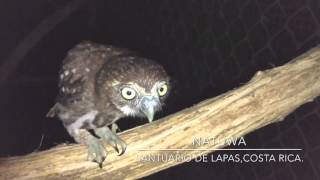 Búho pigmeo Glaucidium costaricanum [upl. by Alekahs]