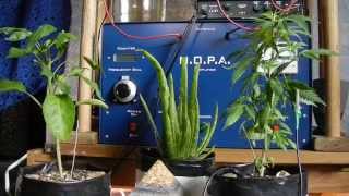 Worlds First televised Singing Pot Plant  Mary Jane II  Music of the Plants  Damanhur [upl. by Anitaf]