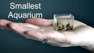 Worlds smallest aquarium with fish Самый маленький аквариум в мире [upl. by Airekat]