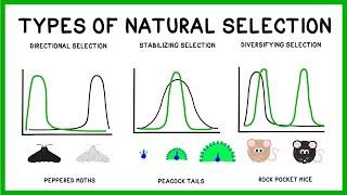 Natural Selection Adaptation and Evolution [upl. by Bashee109]