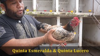 Quinta Esmeralda y Quita Lucero Trayectoria  Líneas que maneja y como hace sus cruces [upl. by Annairam]