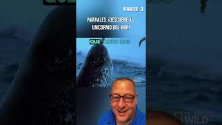 Parte 3  Narvales ¡Descubre el unicornio del mar narval vidamarina peces oceano alaska [upl. by Barcus]