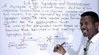 BIOLOGY FORM 4 CHAPTER 1 Synapse and Neurotransmitters LECTURE 08 [upl. by Aleiram]