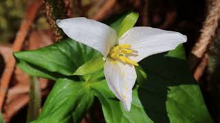 Western Trillium [upl. by Nolrev]