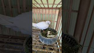 Making Pigeon Nest pigeon birds shorts [upl. by Able]