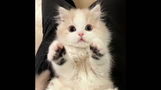 Watch This Irresistibly Cute Baby Cat [upl. by Rand]