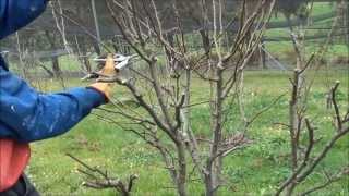 Pruning Nashi Pears to induce fruiting buds and contain heights [upl. by Rosenthal]