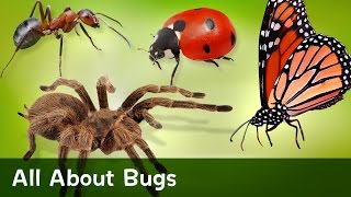 All About Bugs [upl. by Safir]