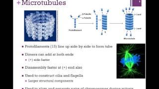 030Tubulin amp Microtubules [upl. by Vevay]