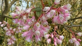 Staphylea holocarpa Rosea Chinese Bladdernut [upl. by Crooks]