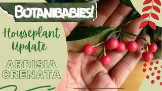 Ardisia Crenata Houseplant Coral Berry  Botanibabies [upl. by Bendite727]