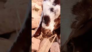 Baby Goats Playing  Baby Goat Adventures goatbaby goat babyanimal cow 911onABC RHOC Pompeo [upl. by Yentuoc]