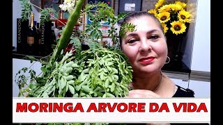 CHÁ DA MORINGA ARVORE DA VIDA E SUAS PROPRIEDADES AUXILIA NO COMBATE DE VARIAS DOENÇAS SURPREENDENTE [upl. by Urba]