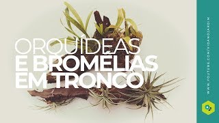 Como montar orquídeas e bromélias em troncos [upl. by Fabriane]