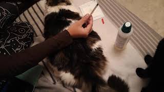 Comment faire une injection d insuline a un chat [upl. by Anadal679]