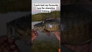 Crank bait the best lure for shoreline fishing catching bass shorts bassfishing [upl. by Billy]