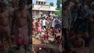 MANASA PUJA 2024 PATHA BOLI manasapuja boli goat sankarpurgram [upl. by Chud]