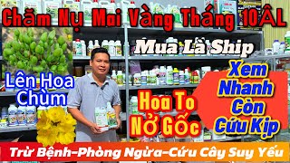 1911☎️0888783179☎️🌲Phân Thuốc Chăm Mai Vàng tháng 10 âm Lịchnụ nhiềuhoa tonở gốcmai vàng giá rẻ [upl. by Nylodnarb479]