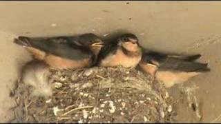 Barn Swallow Nest 1 week later  Nido de golondrina [upl. by Nillor]