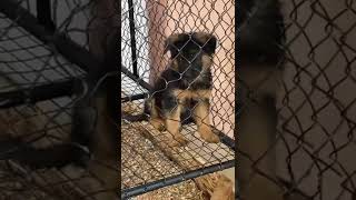 Best Germany dog dog doglover dogs germanshepherd puppy good friends animals mood [upl. by Wanyen]