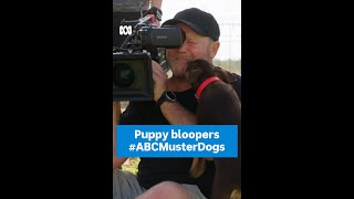 Puppy bloopers from Muster Dogs  Look for the snake 🐍  Muster Dogs  Shorts  ABC Australia [upl. by Laddie940]