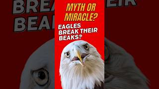 Eagles Rip Off Beaks Myth or Miracle Beak Secrets Revealed [upl. by Ocer]