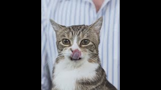 Howto give a cat a pill tutorial [upl. by Noicnecsa]