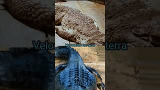 Black caiman vs Orinoco orinoco crocodile [upl. by Iva]