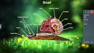 Snail [upl. by Deron188]