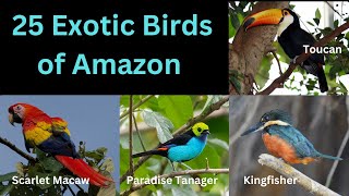 25 Exotic Birds of Amazon Rainforest [upl. by Ibrahim756]