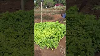 Harvesting my Terere😊tereré greenvegetables organicfarming kenyancountrylifemama rurallife [upl. by Nanyk]